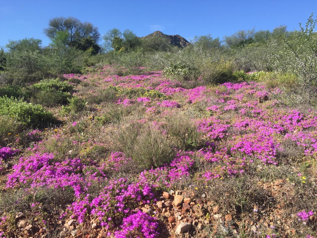 Calitzdorp Country House Bagian luar foto